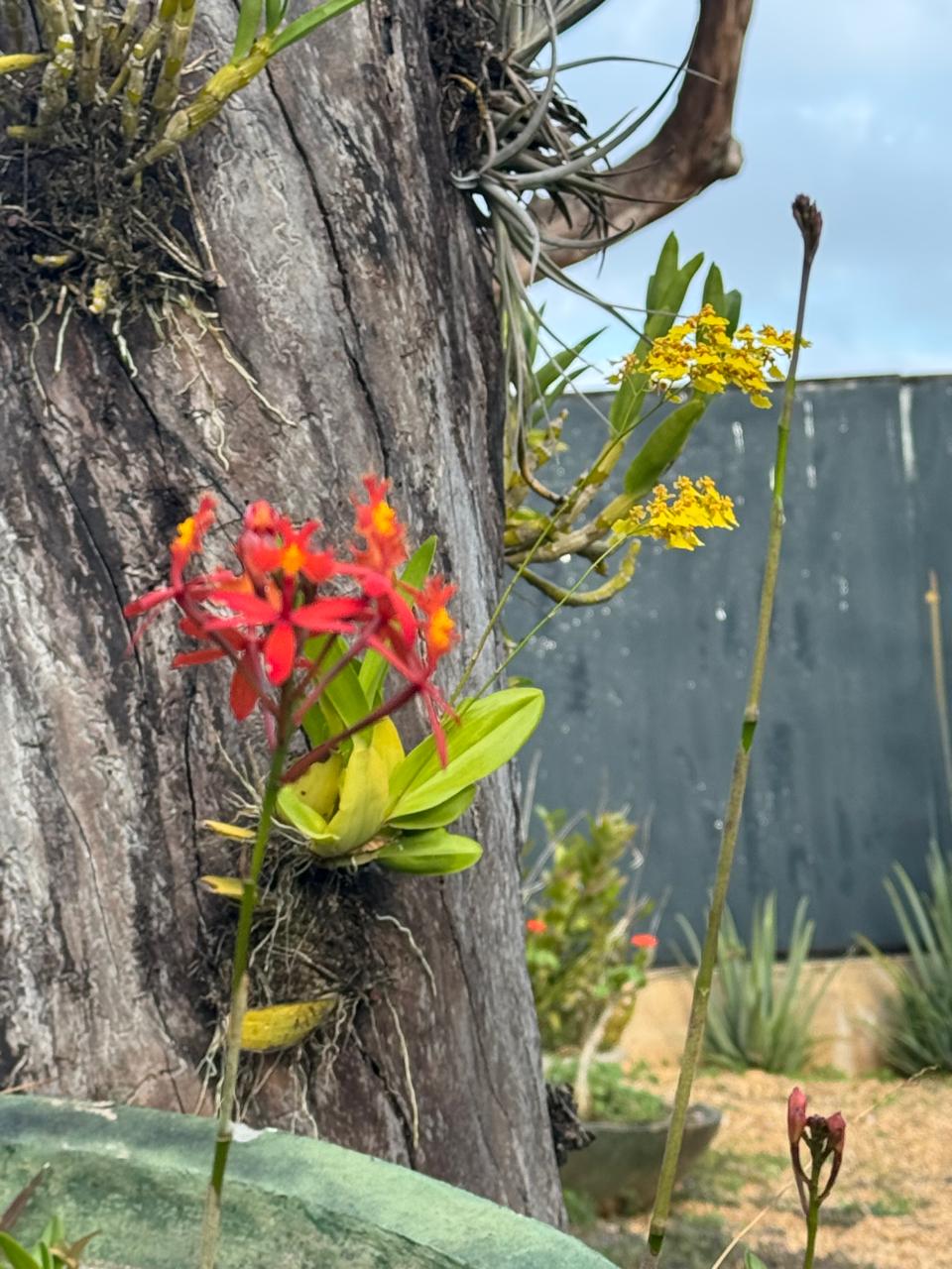 Jardim com orquídeas