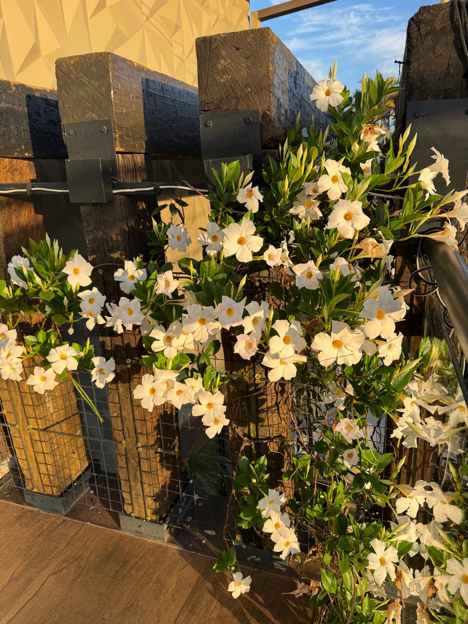 Flores brancas ao entardecer dourado