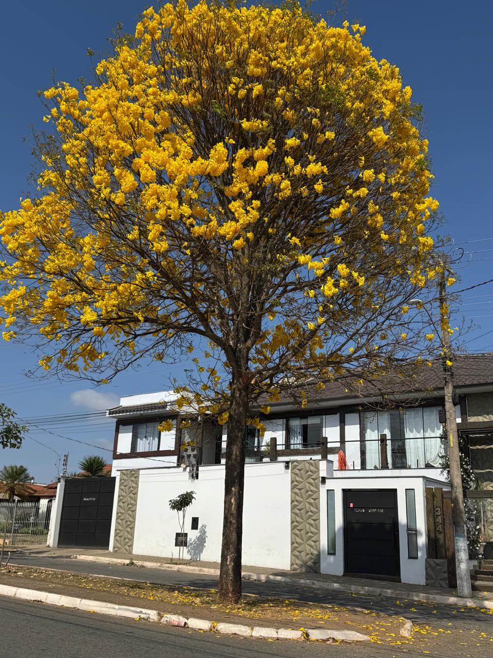 Fachada com ipê amarelo