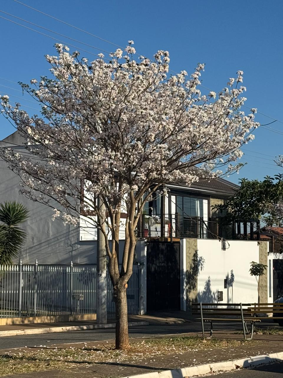 Fachada com árvore branca